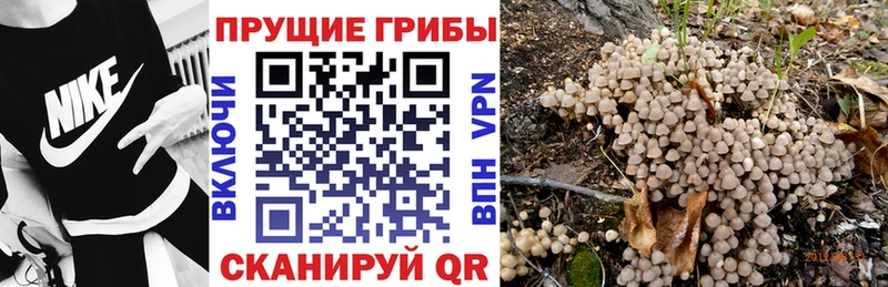 Псилоцибиновые грибы Cubensis  как найти закладки  Крым 